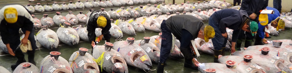 せりについて 埼玉県魚市場のしくみ 株式会社 埼玉県魚市場